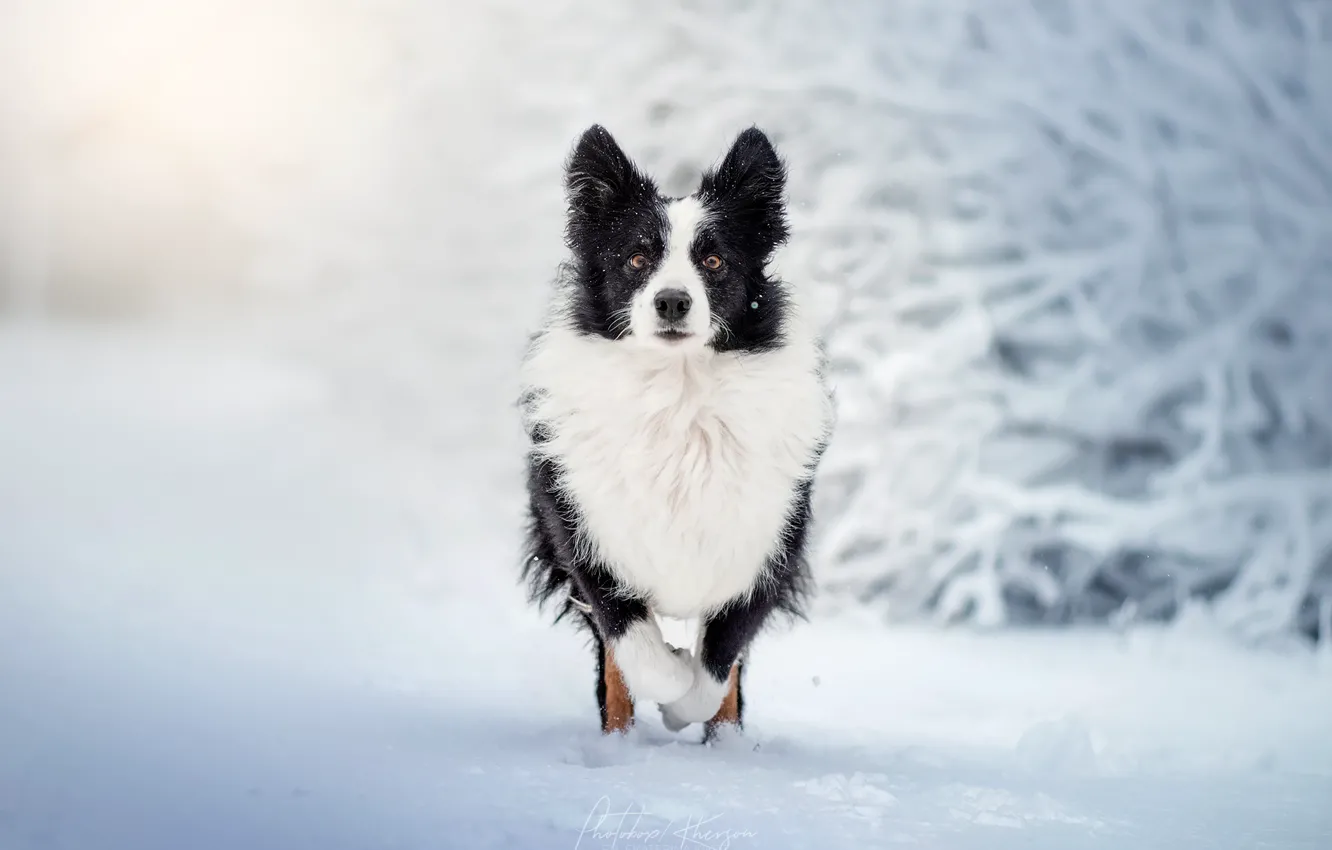 Фото обои зима, снег, собака, прогулка, боке, Бордер-колли, Екатерина Кикоть