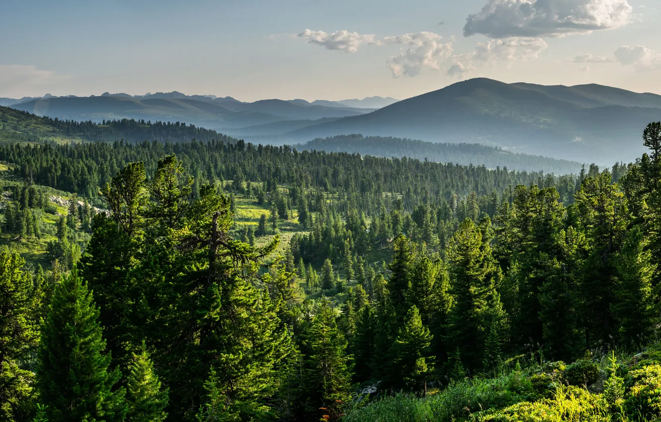 Фото обои forest, view, mountain, tree, russia, siberia, pine, cedar