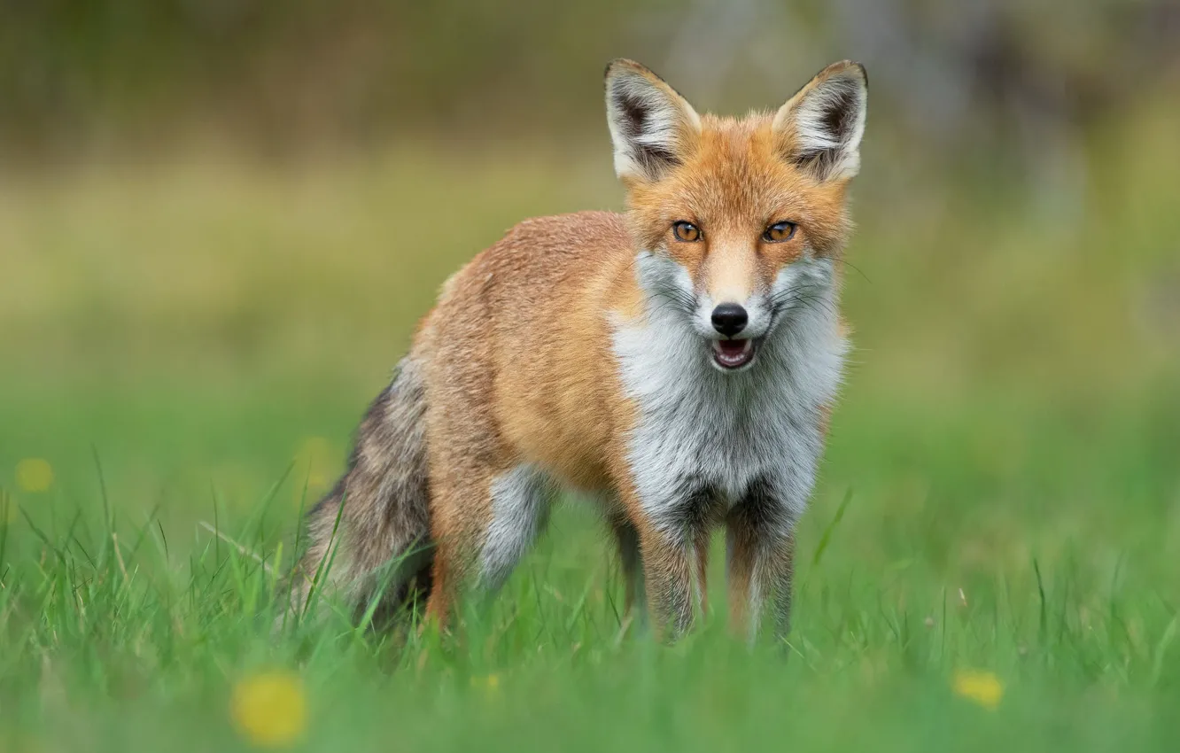 Фото обои зелень, лето, трава, взгляд, фон, поляна, пасть, лиса