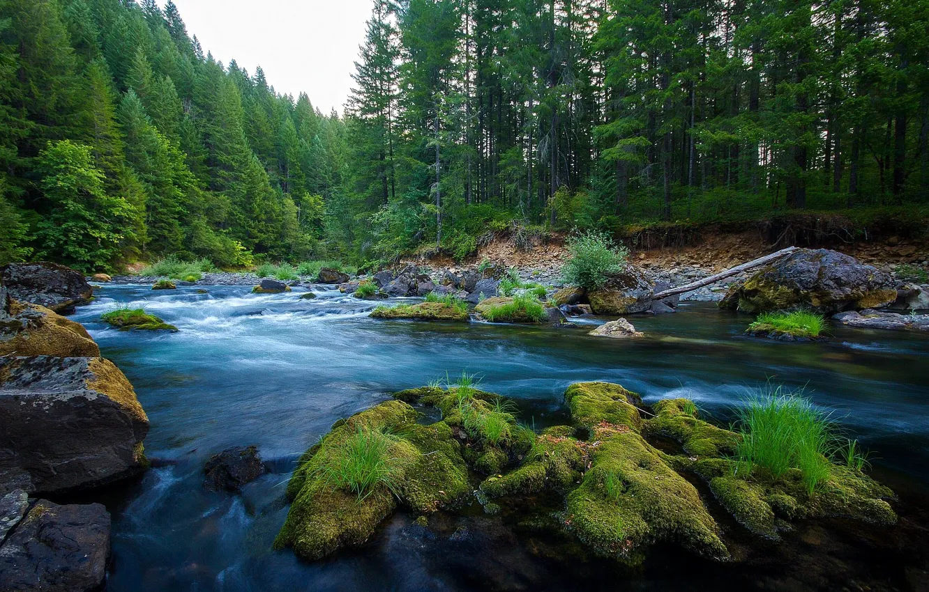 Фото обои лес, небо, природа, река, камни