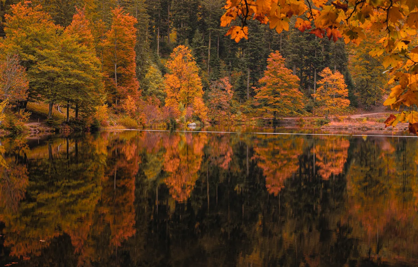 Фото обои осень, лес, отражение, берег, водоем