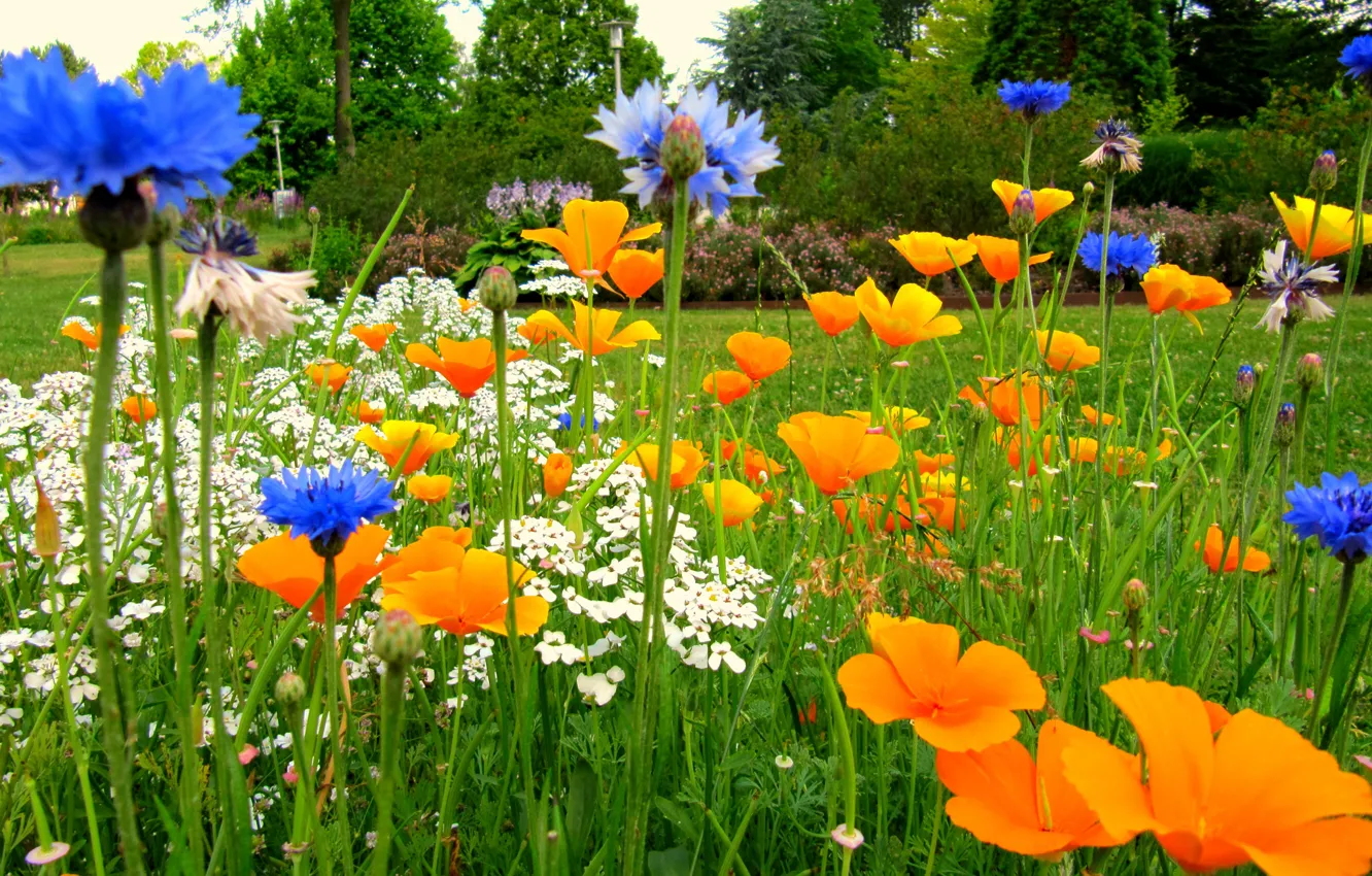 Фото обои поле, трава, цветы, сад, луг