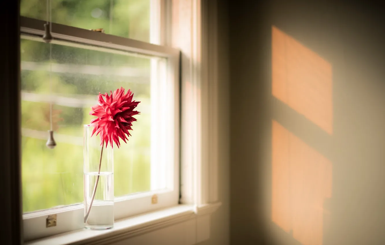 Фото обои цветок, дом, окно
