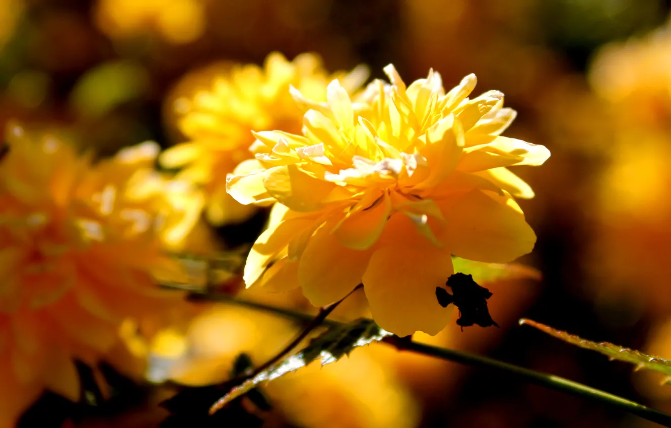 Фото обои цветок, солнце, макро, ветка, весна