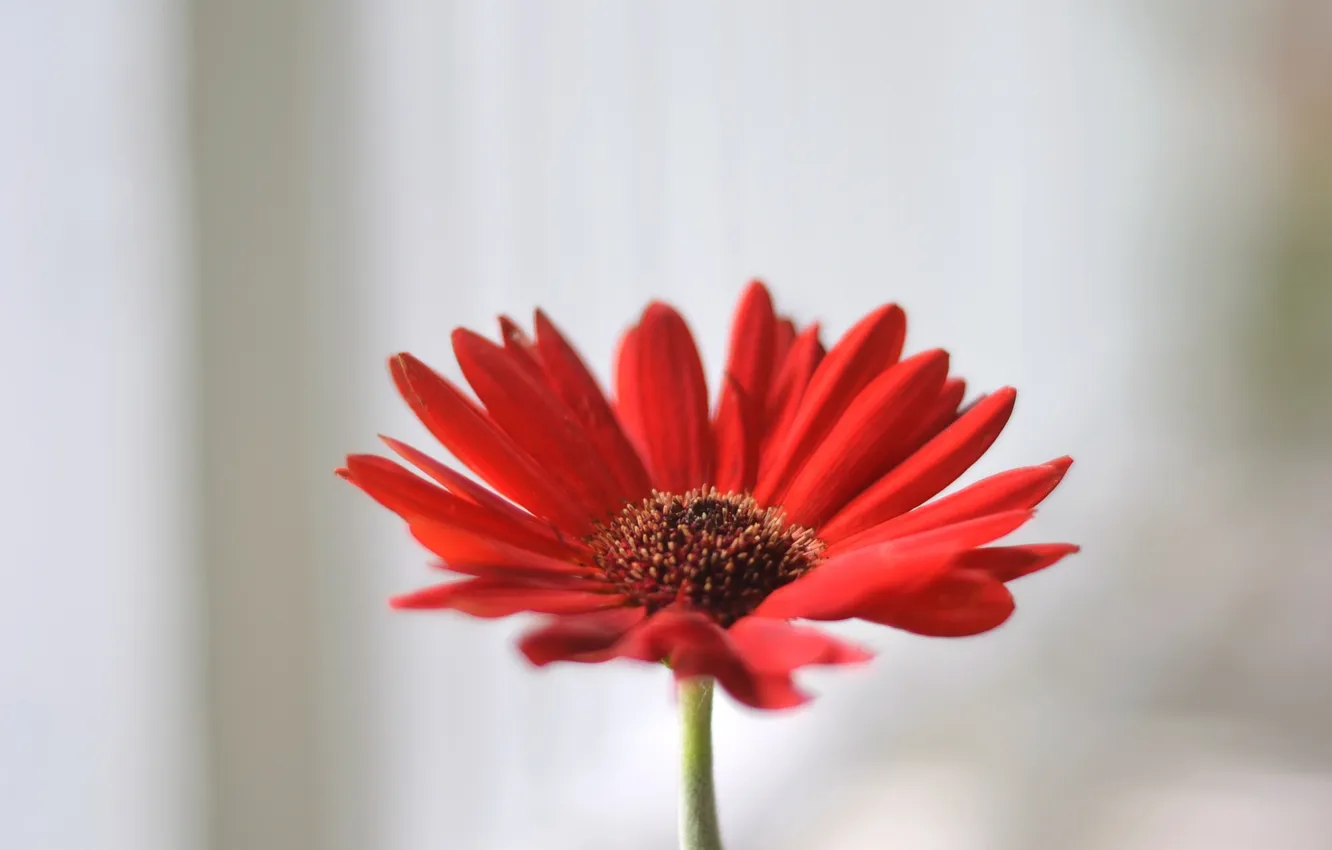 Фото обои цветок, красный, лепестки, гербера