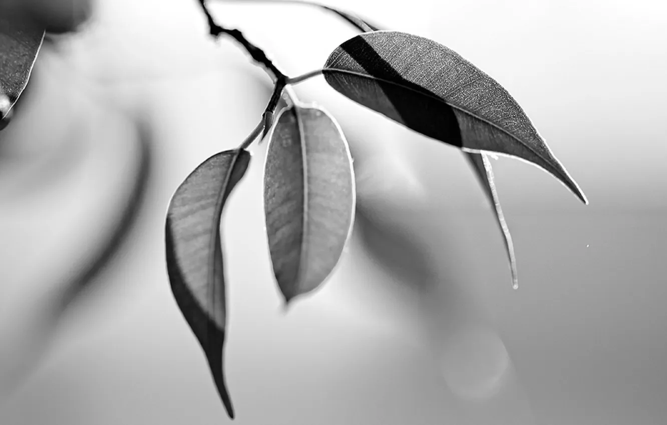Фото обои листья, макро, природа, фото, растения, ветка, черно-белое