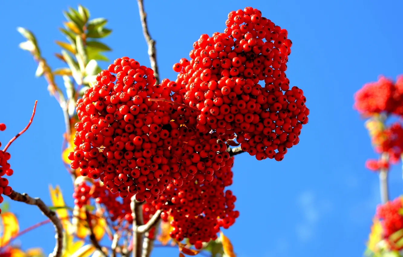 Фото обои ягоды, ветка, размытость, плоды, красные, кисть, рябина