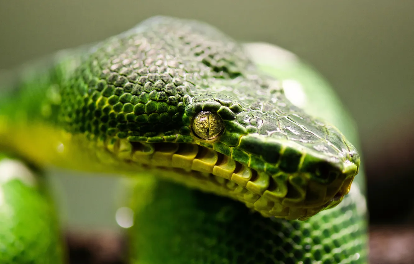 Фото обои green, snake, animal