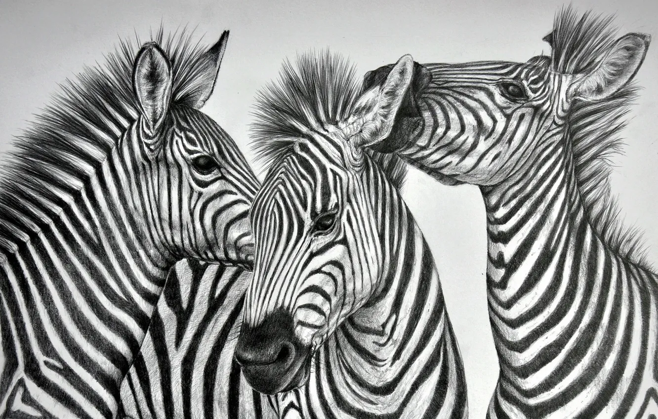 Фото обои фон, рисунок, зебры