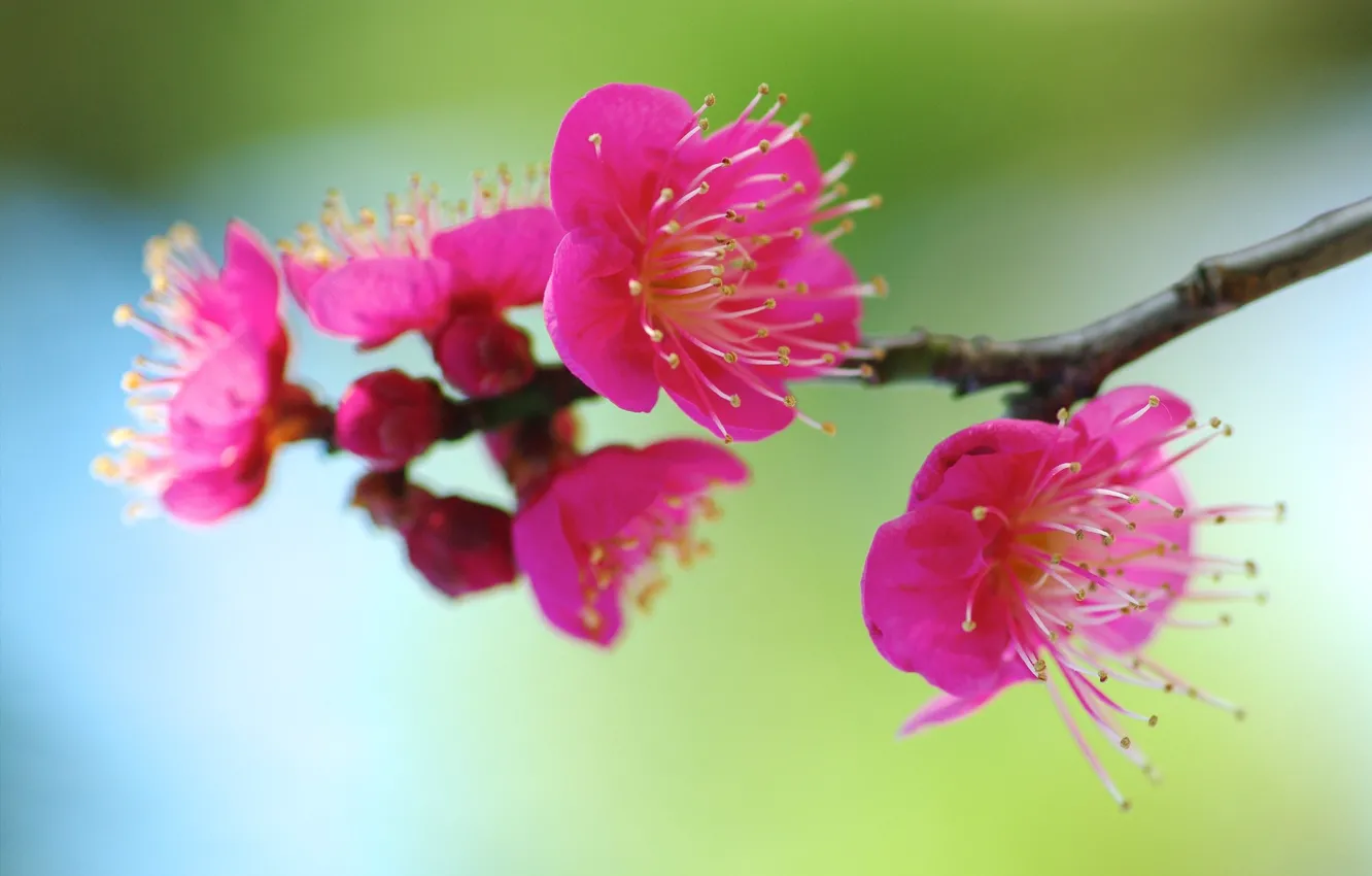 Фото обои фон, весна, сакура