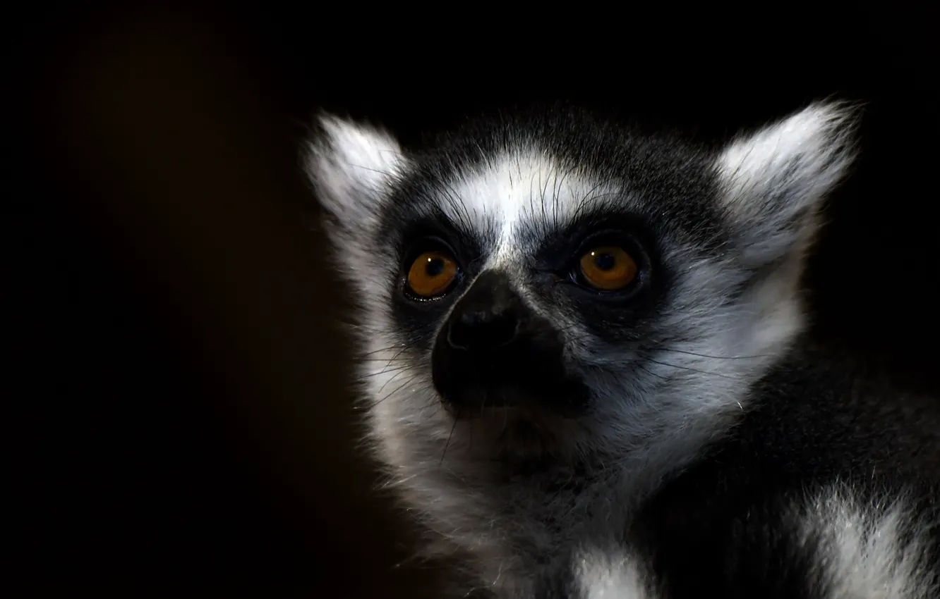 Фото обои глаза, шерсть, лемур