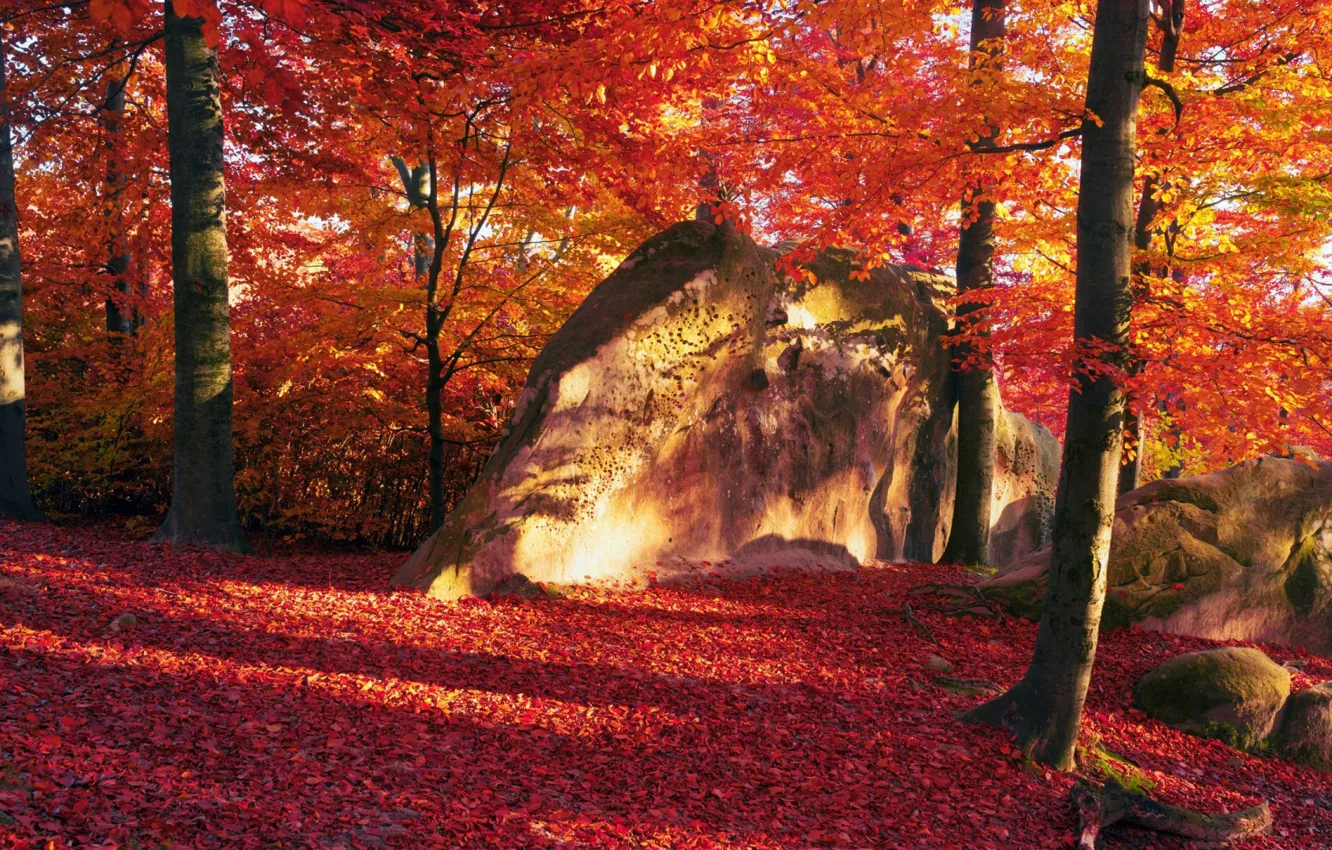 Фото обои солнце, деревья, камни, Листья