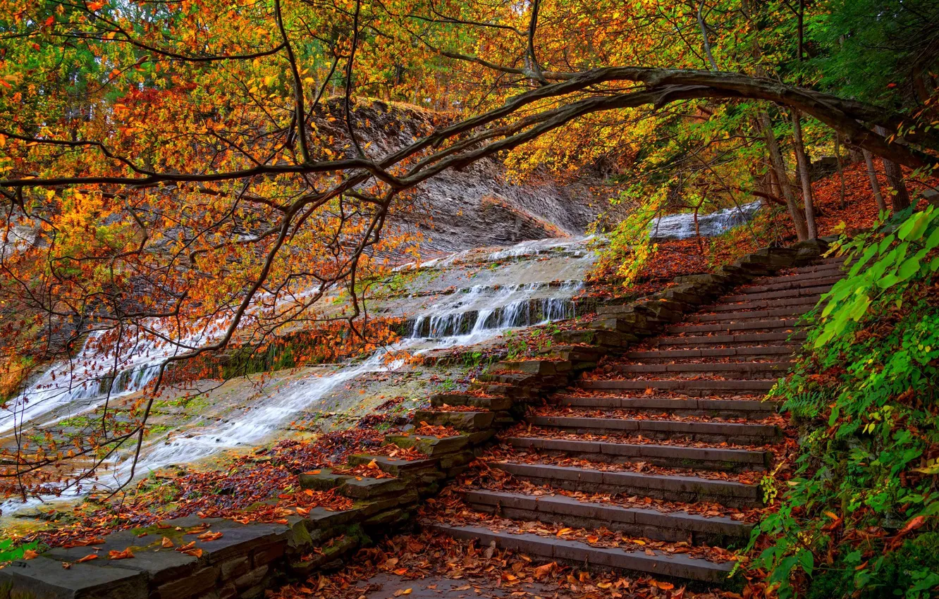 Фото обои дорога, осень, лес, листья, вода, деревья, горы, природа