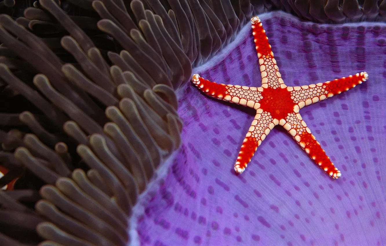 Фото обои море, природа, звезда, Борнео, Necklace sea star, Сипадан