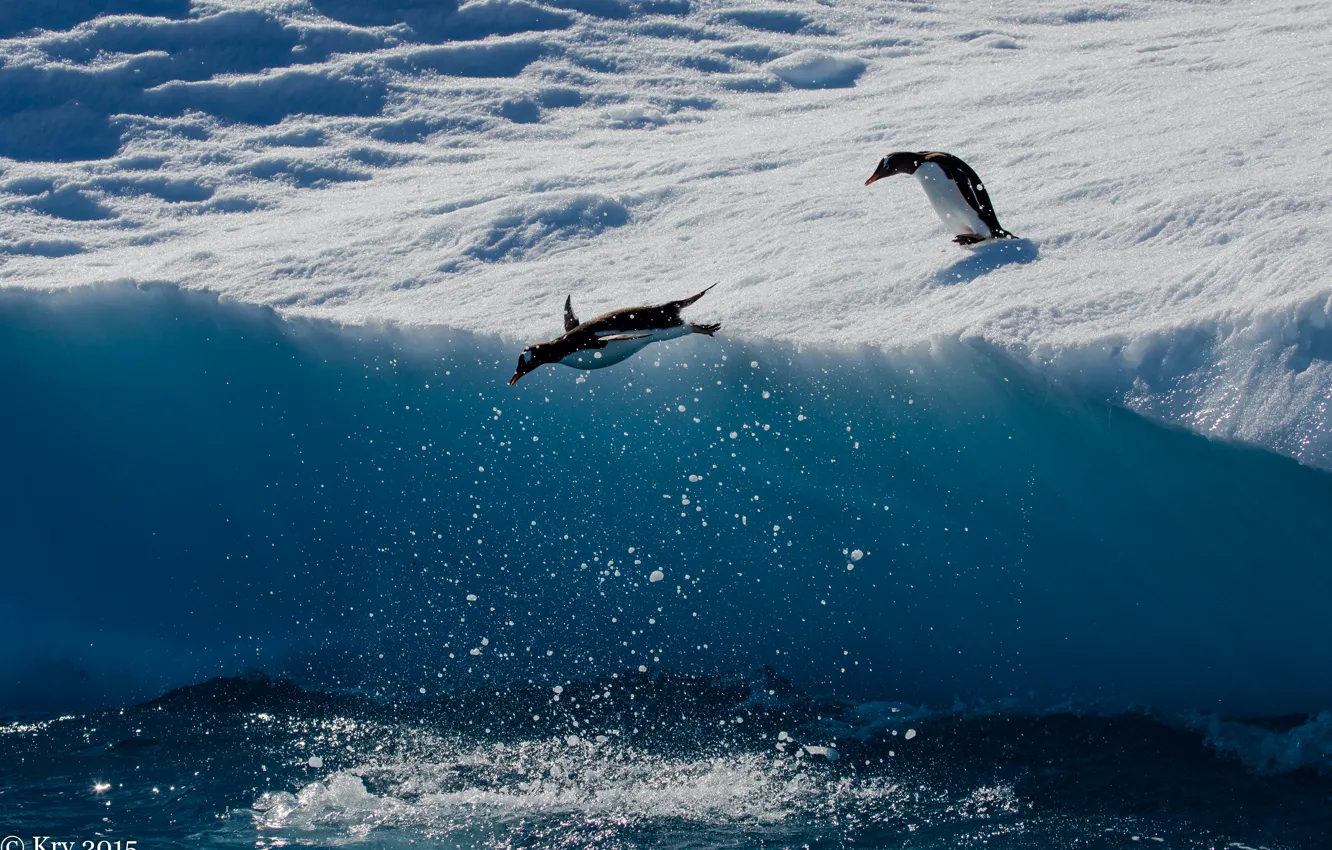 Фото обои животные, пингвин, антарктика