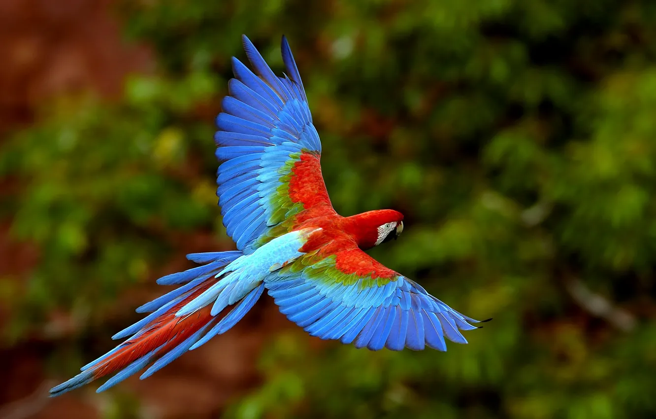 Фото обои птицы, яркий, цвет, попугай