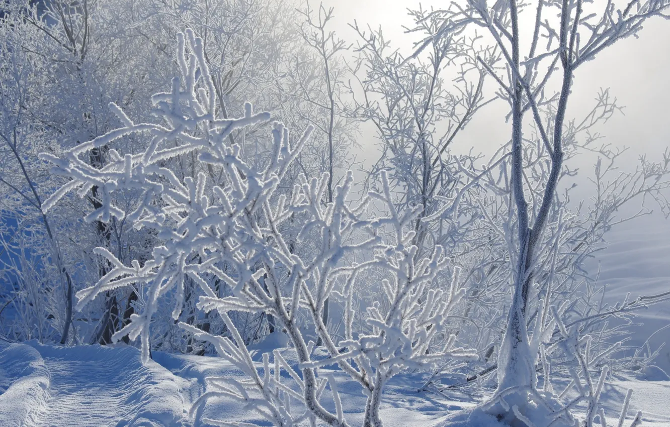 Фото обои зима, иней, снег, ветки, природа, дорожка, тропинка, кусты