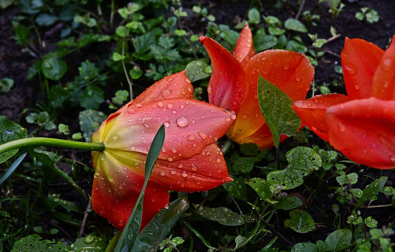 Фото обои Rain, Drops, Капли Дождя, Red tulips, Красные тюльпаны