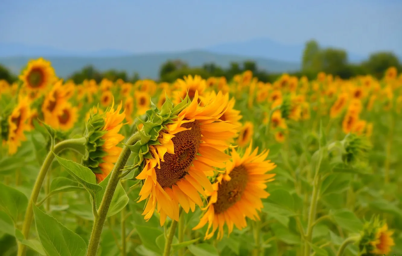Фото обои Поле, Лето, Подсолнухи, Summer, Field, Sunflowers