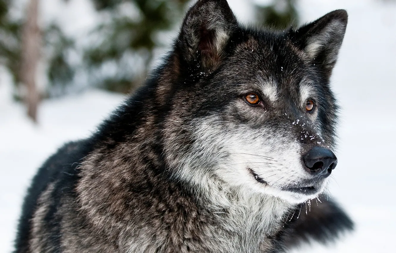 Фото обои зима, взгляд, морда, снег, природа, волк, хищник
