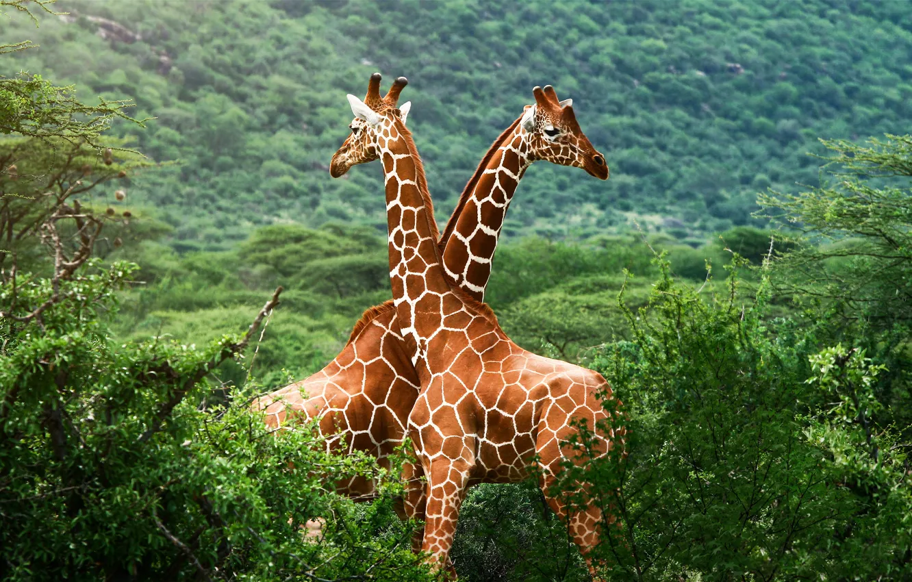 Фото обои зелень, жирафы, саванна, Африка