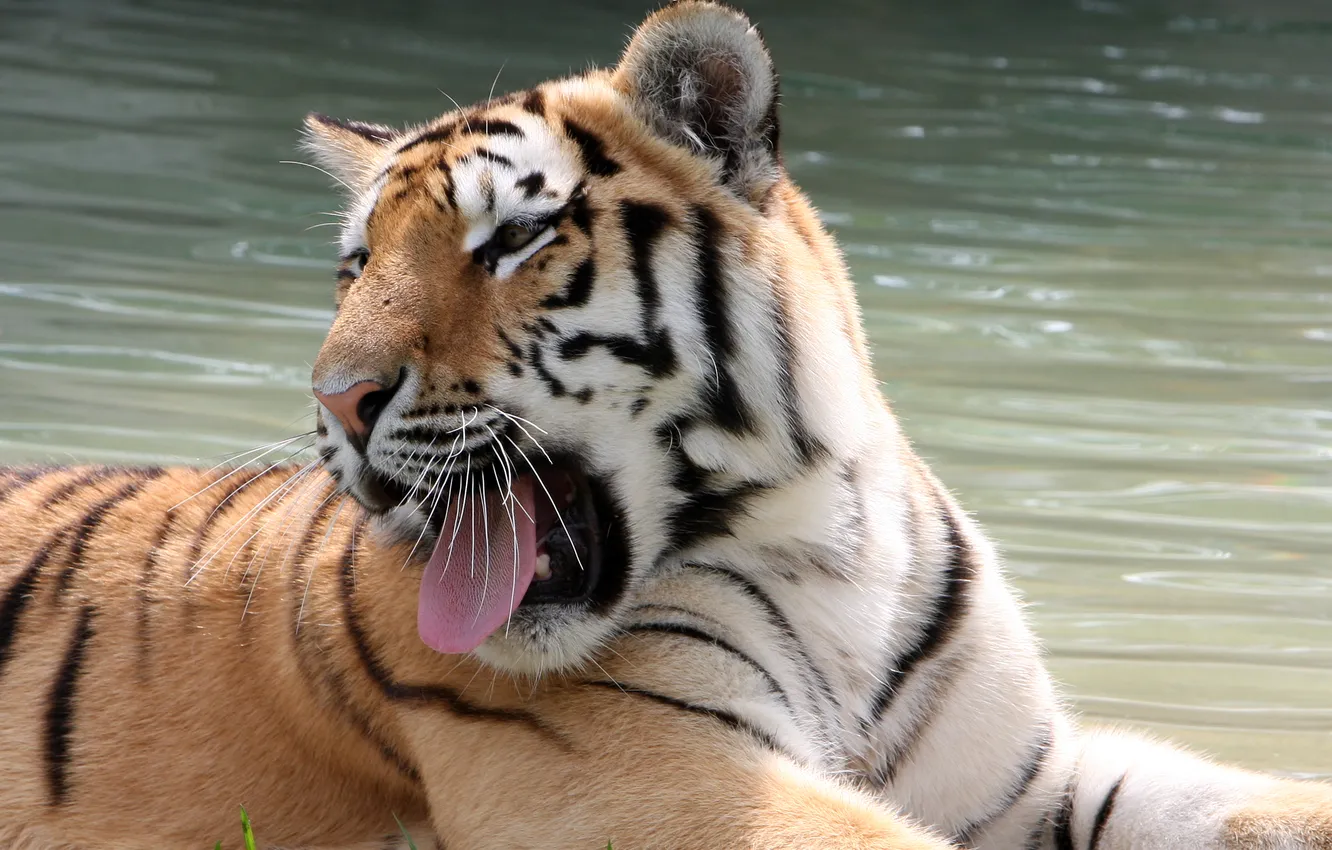 Фото обои язык, кошка, тигр, зевает, амурский тигр