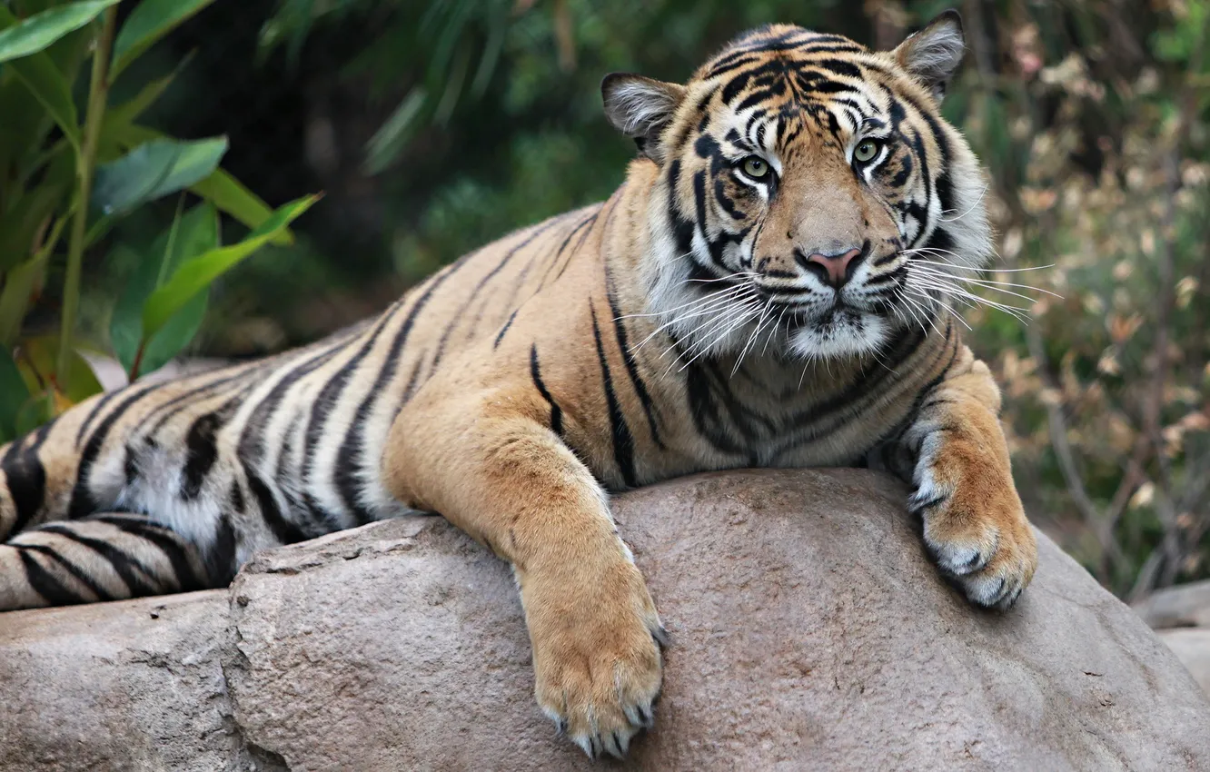 Фото обои тигр, отдых, камень