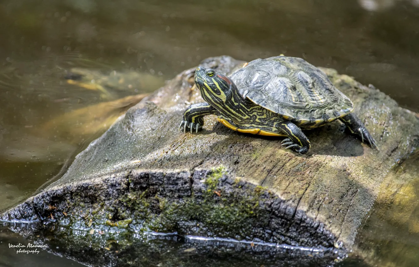 Фото обои вода, деревья, черепаха