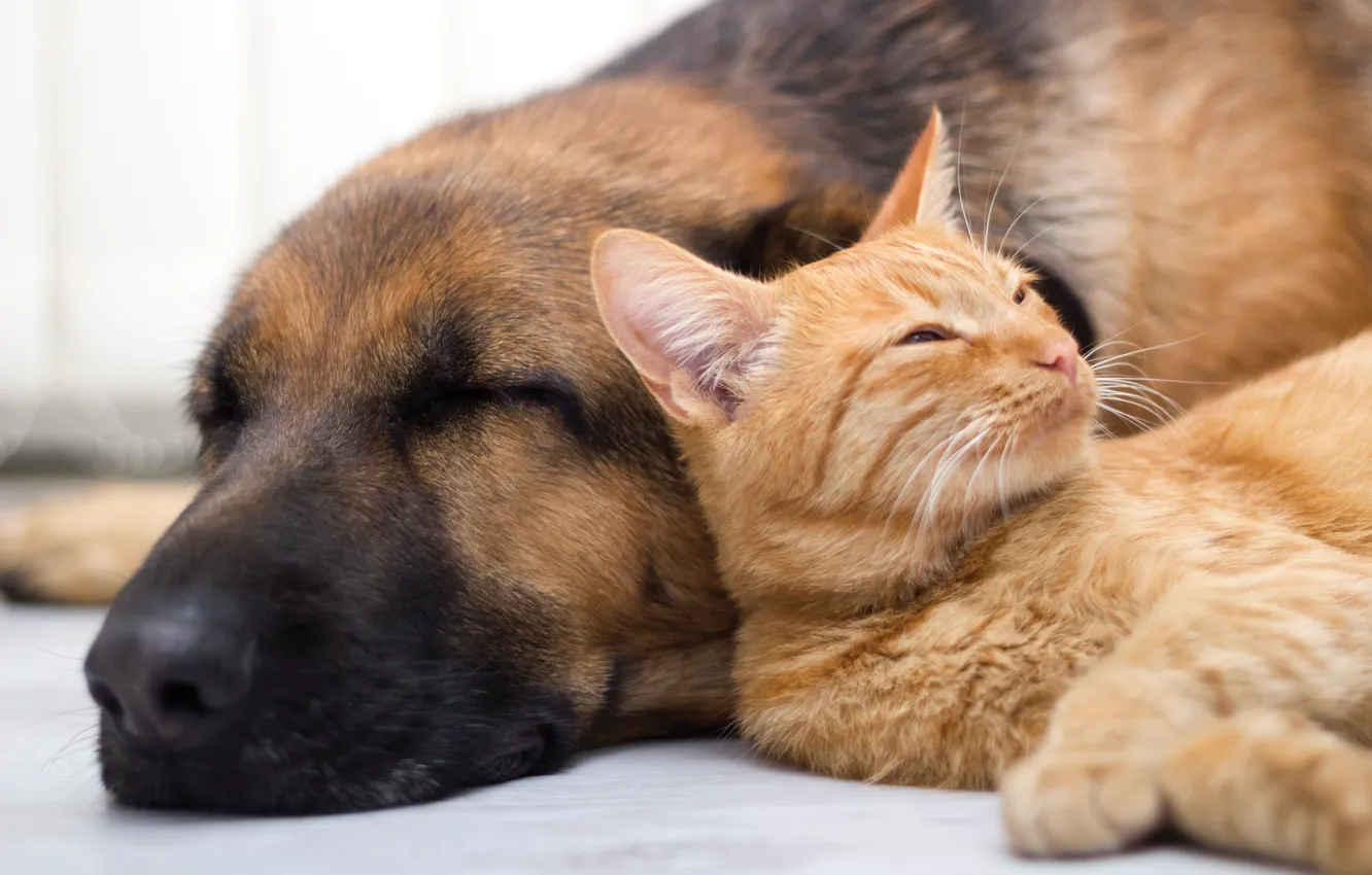 Фото обои cat, dog, sleep