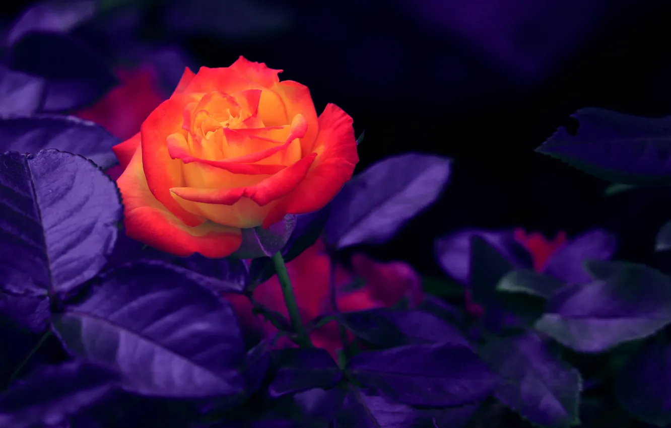 Фото обои Orange, Rose, Flowers, Rosebud, Orange rose, Bud, Rose bud