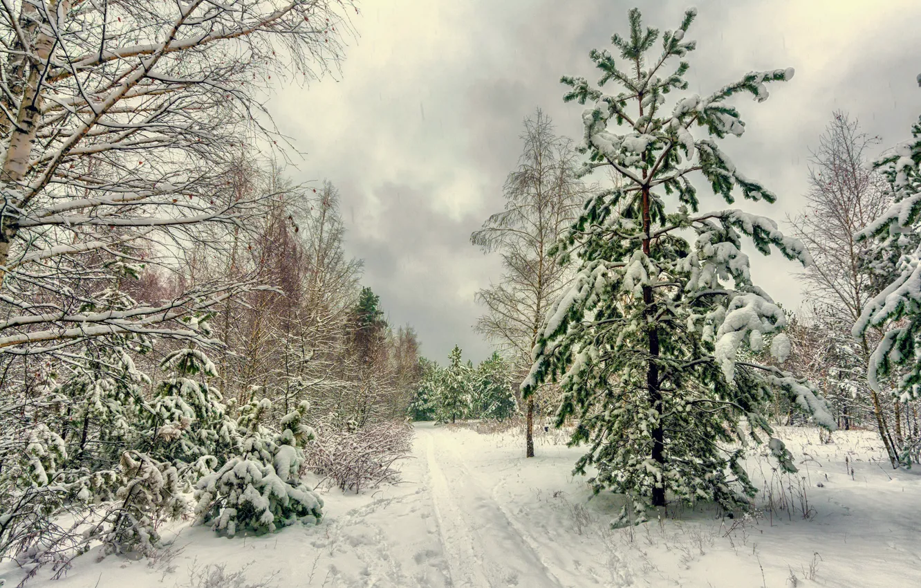 Фото обои лес, снег, сосны, ёлки