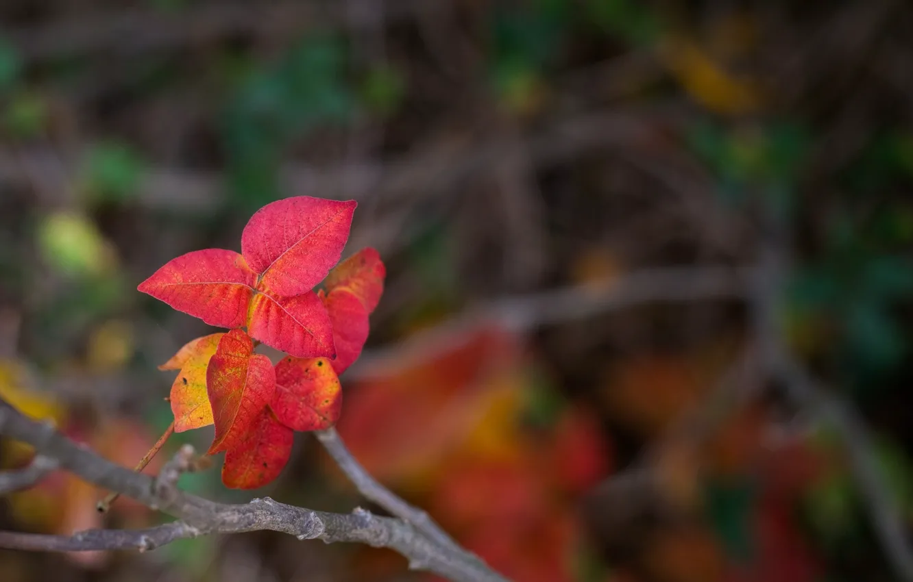 Фото обои листья, макро, красный, фон, widescreen, обои, размытие, ветка