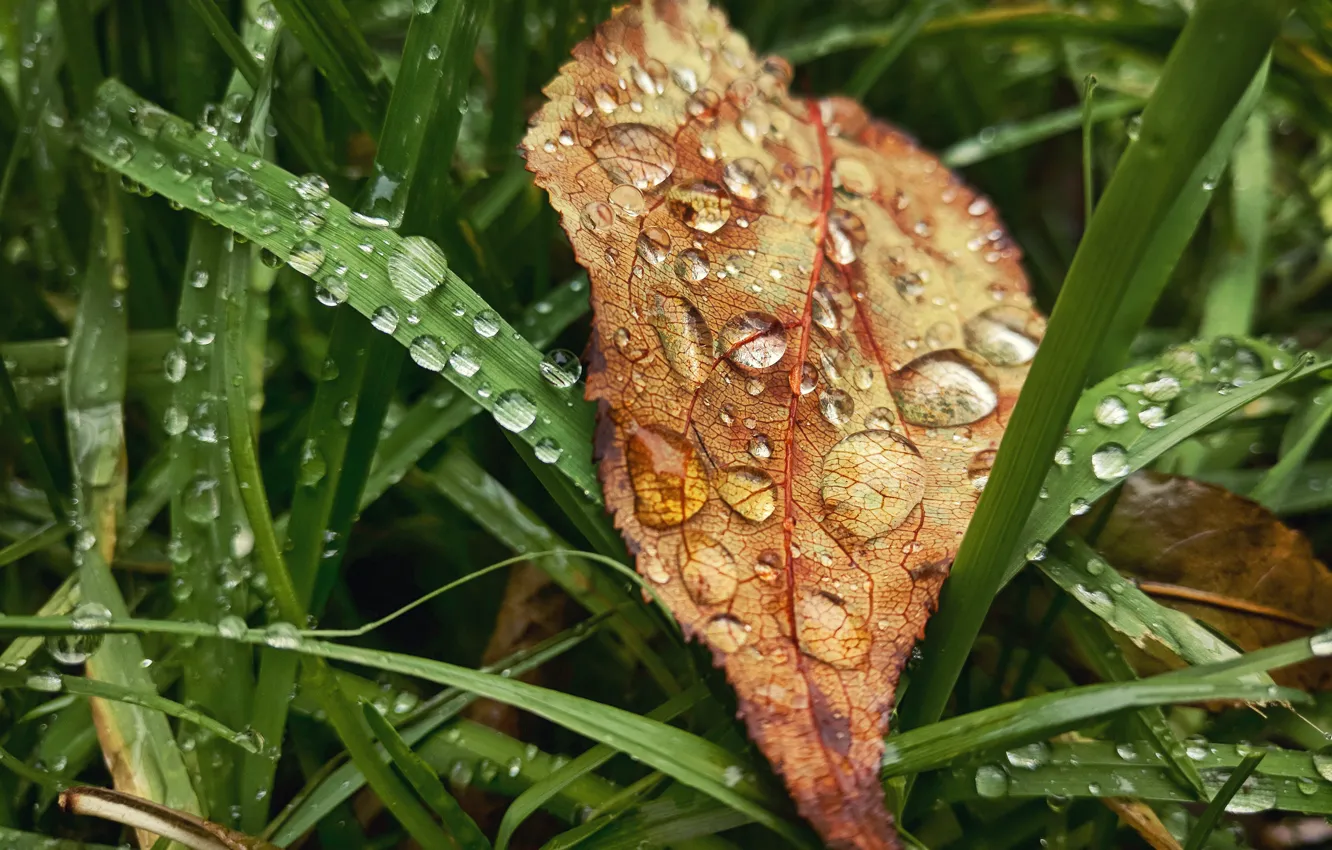 Фото обои осень, трава, листья, капли, макро, лист, дождь, настроение