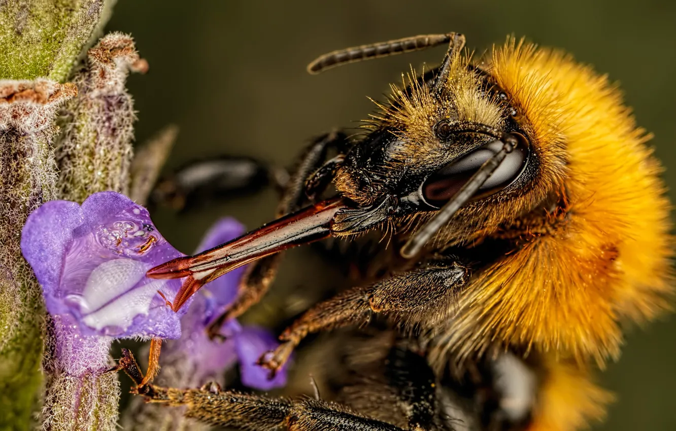 Фото обои цветок, вода, макро, пчела, фон, растение, капля, насекомое