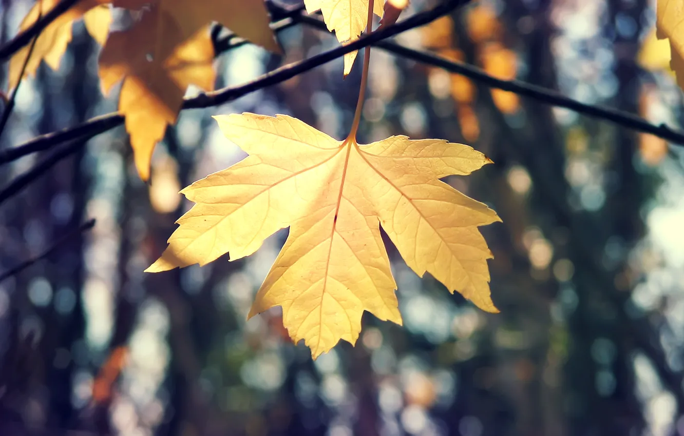 Фото обои осень, макро, ветки, природа, лист, кленовый