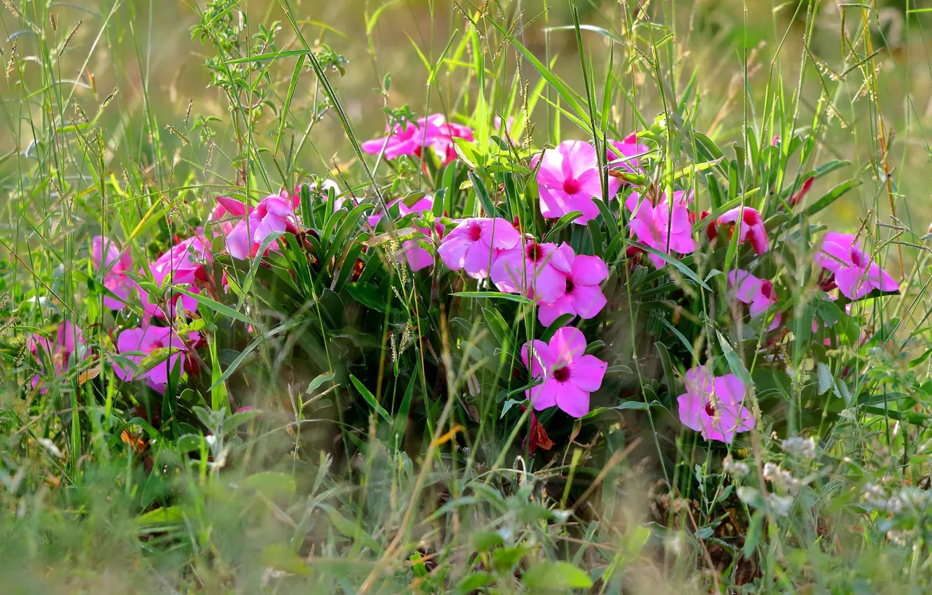 Фото обои трава, розовый, бальзамин