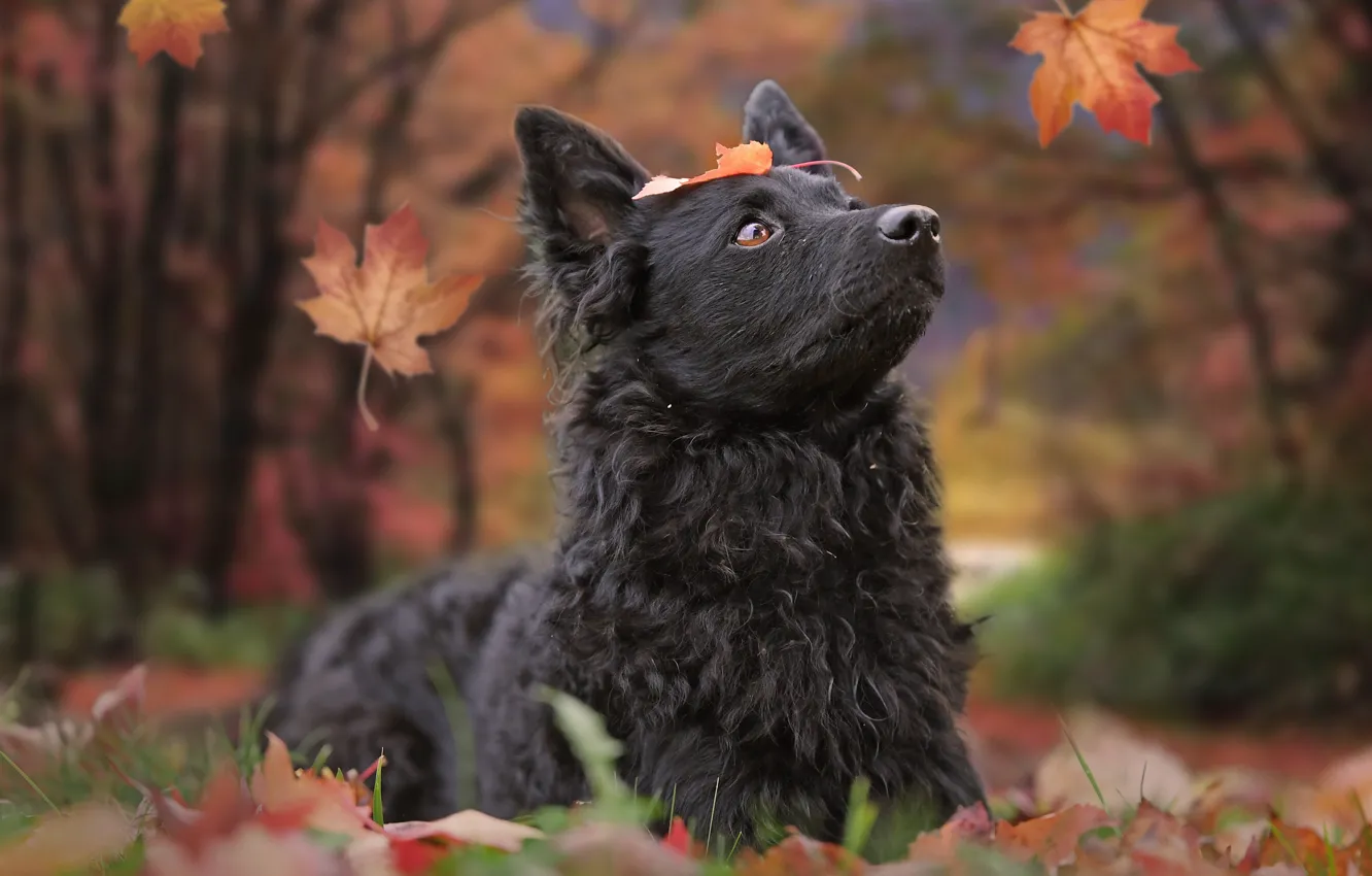 Фото обои осень, листья, собака