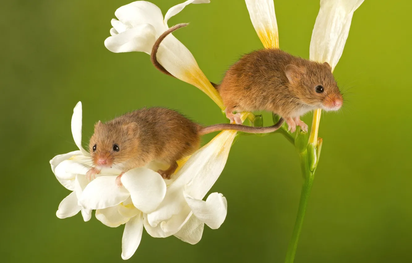 Фото обои цветы, мышки, крохи