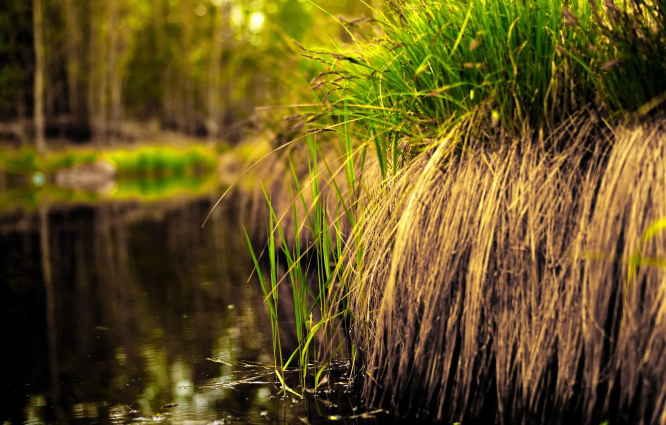 Фото обои трава, вода, болото