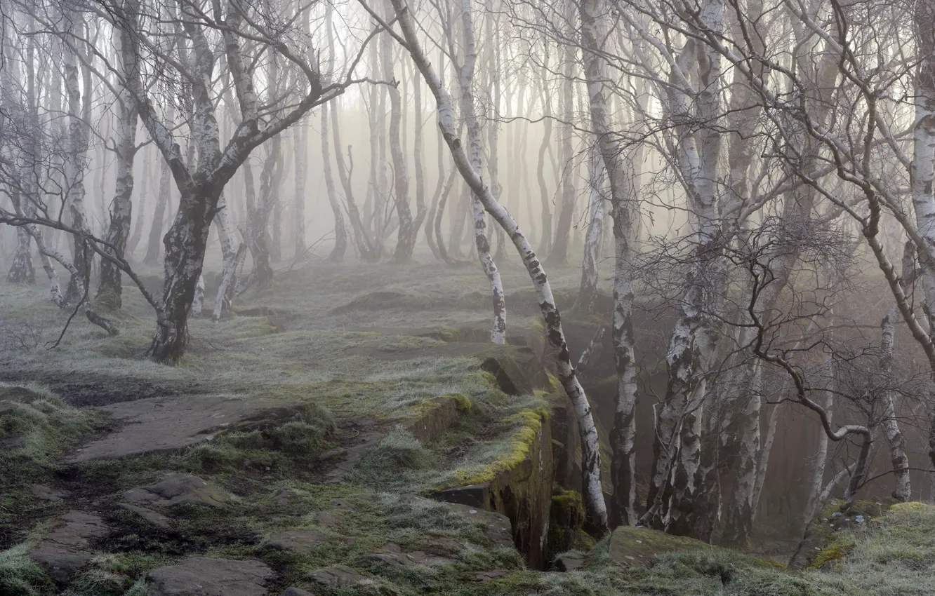 Фото обои природа, туман, берёзы