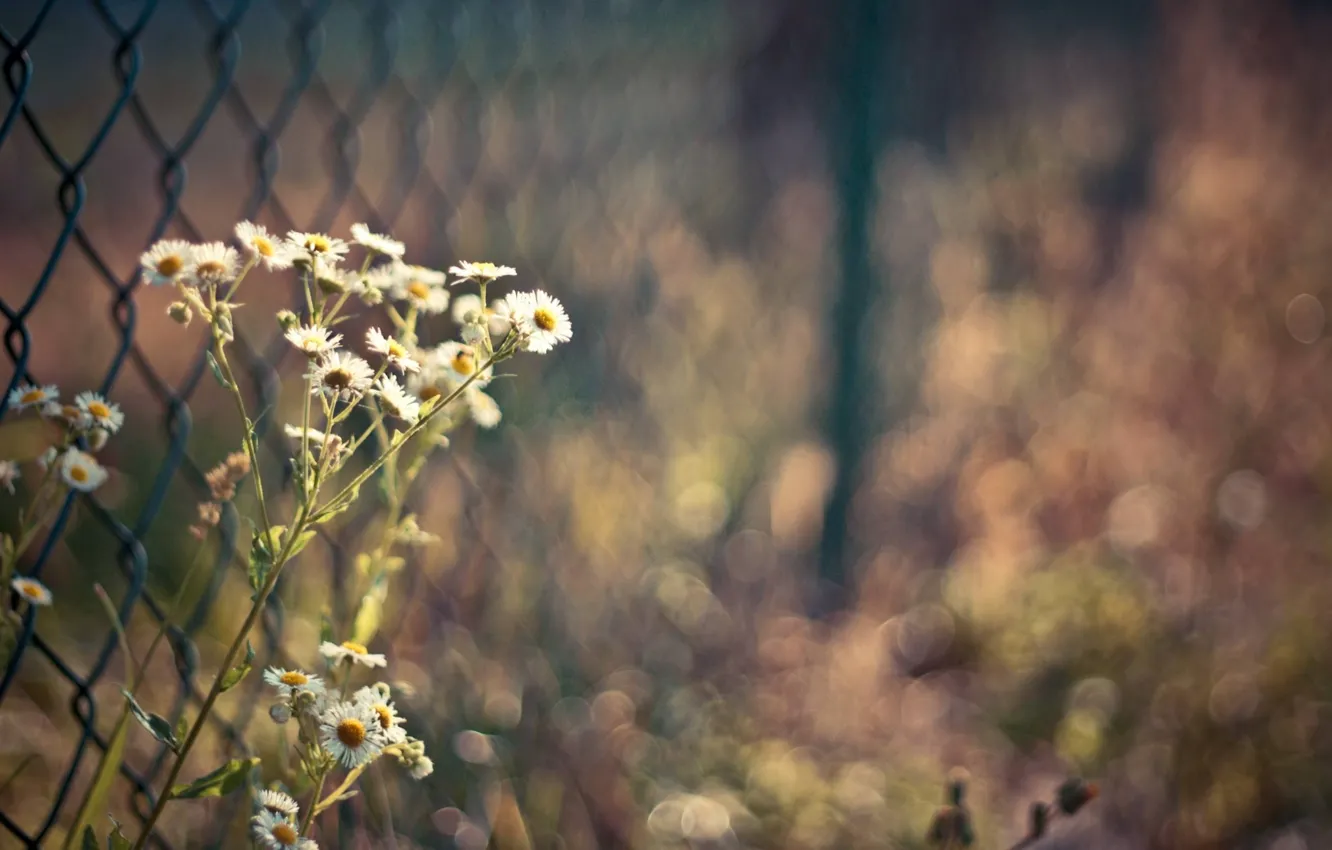 Фото обои цветы, забор, ромашки, боке