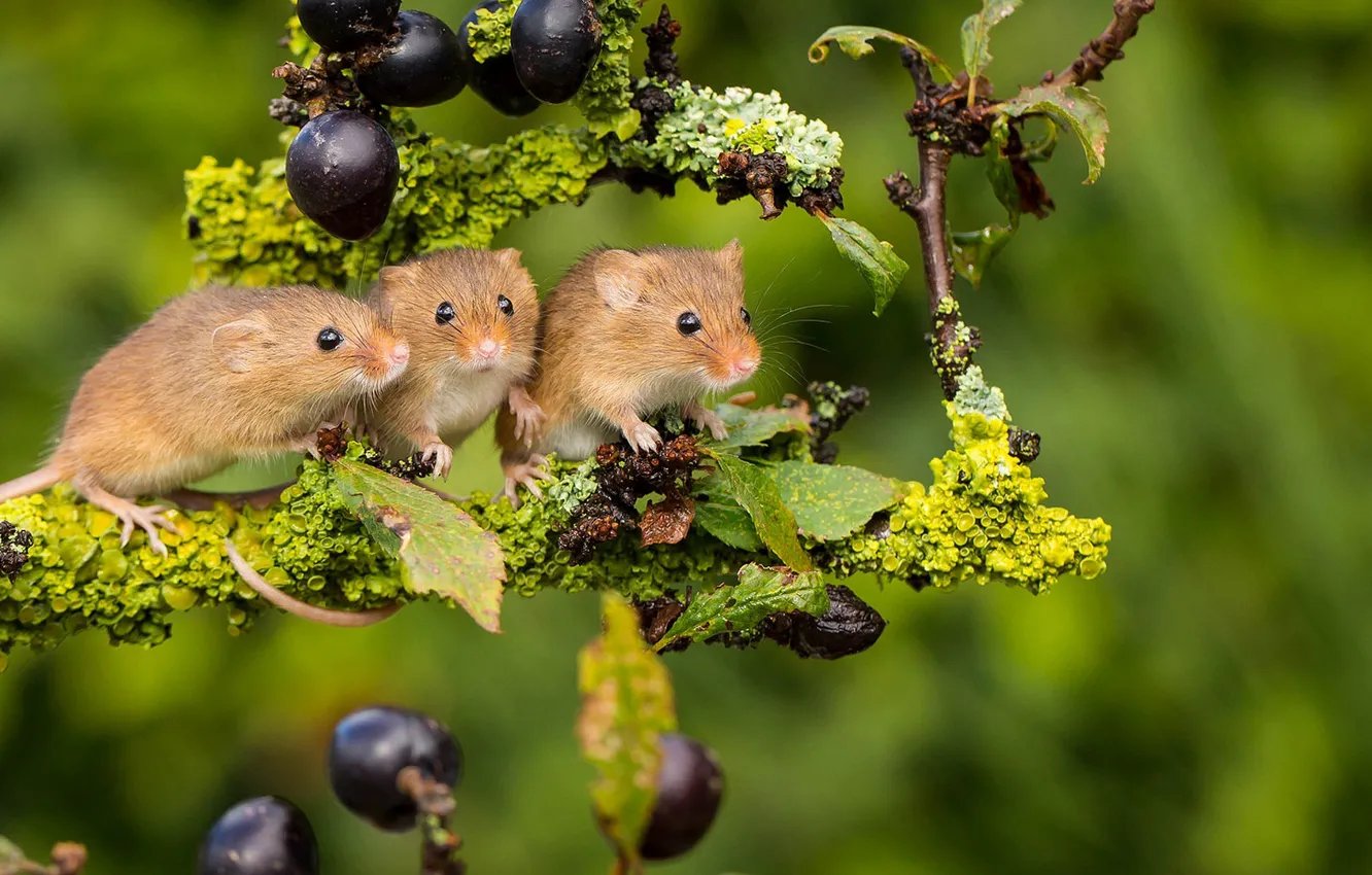 Фото обои фон, ветка, трио, мышки, троица, Harvest Mouse, Мышь-малютка