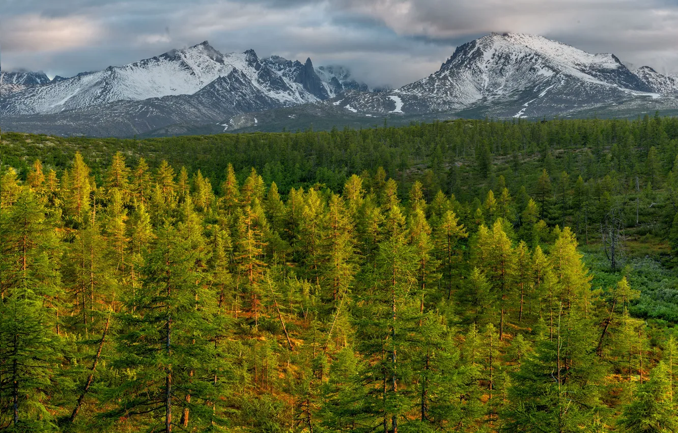 Фото обои зелень, лес, горы, Колыма