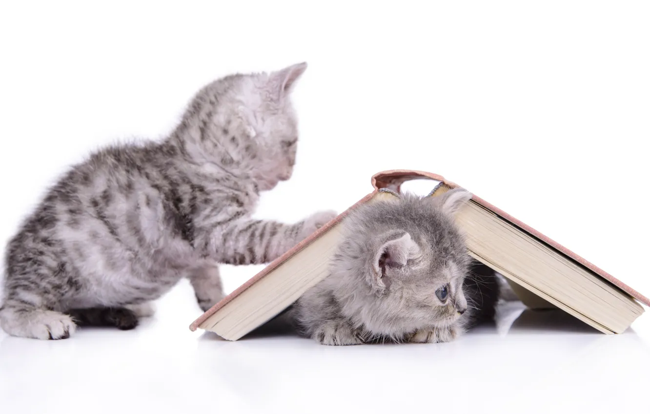 Фото обои котята, книга, серые