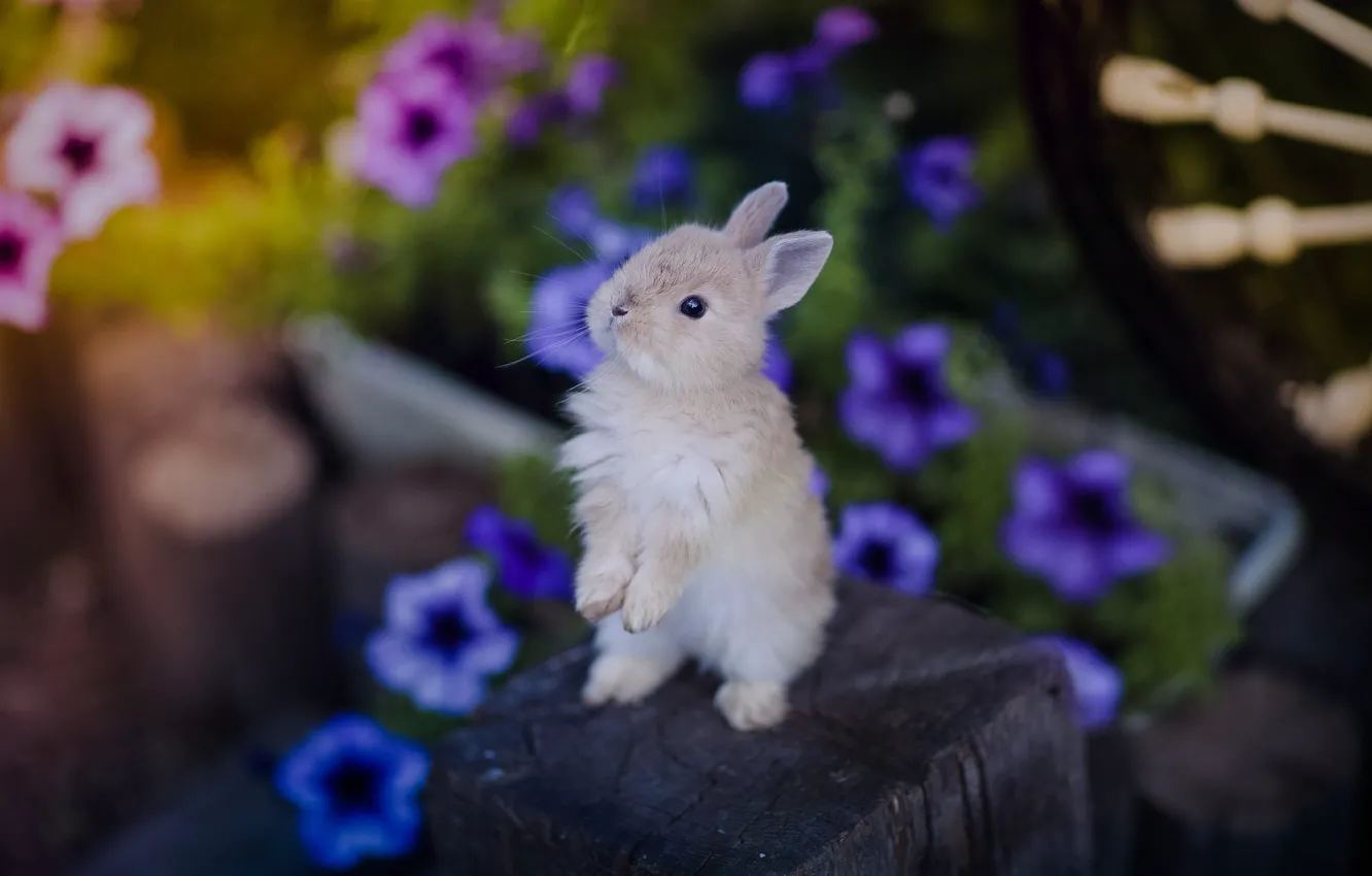 Фото обои цветы, маленький, кролик