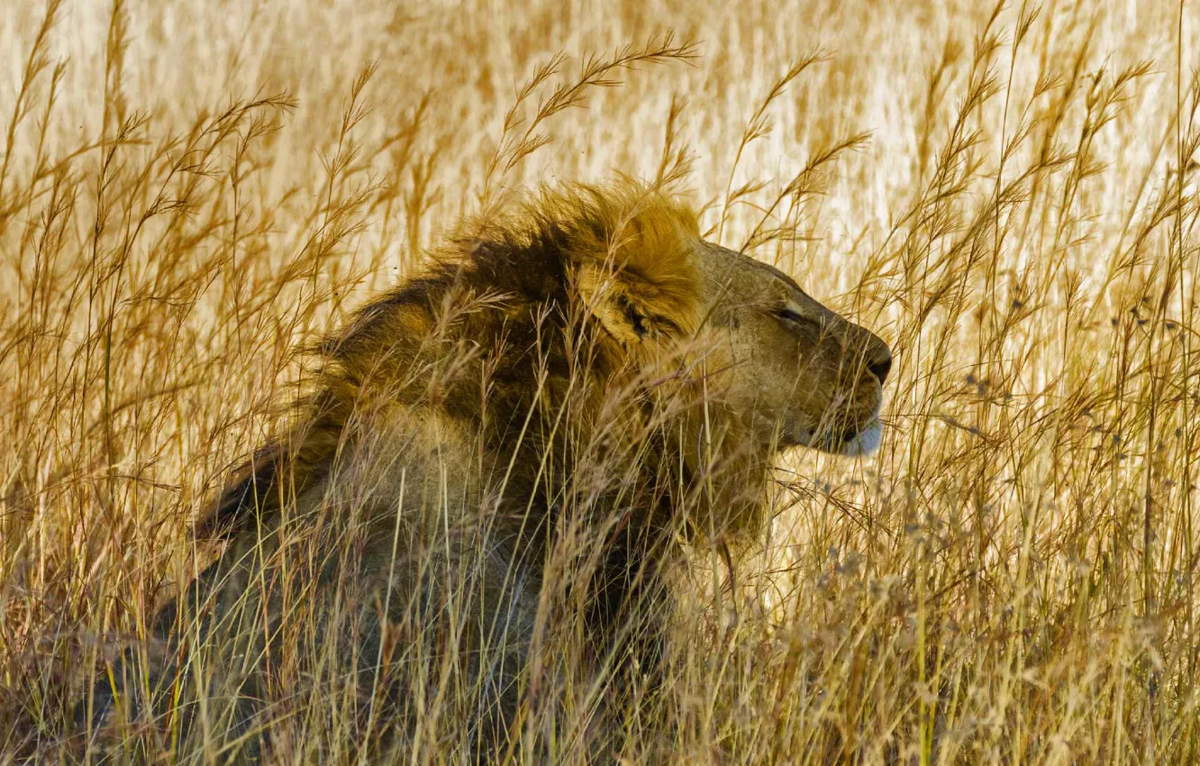 Фото обои кошка, трава, лев, грива, саванна, Африка, Hwange National Park, Зибабве