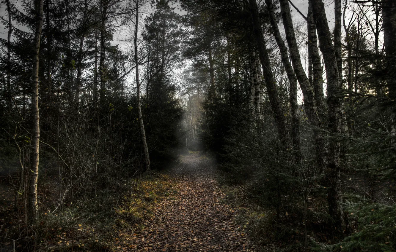 Фото обои осень, лес, деревья, природа, вечер, dark, forest, роща