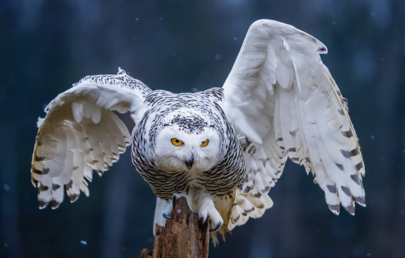 Фото обои Birds, snowy, owl, Wings, Owls