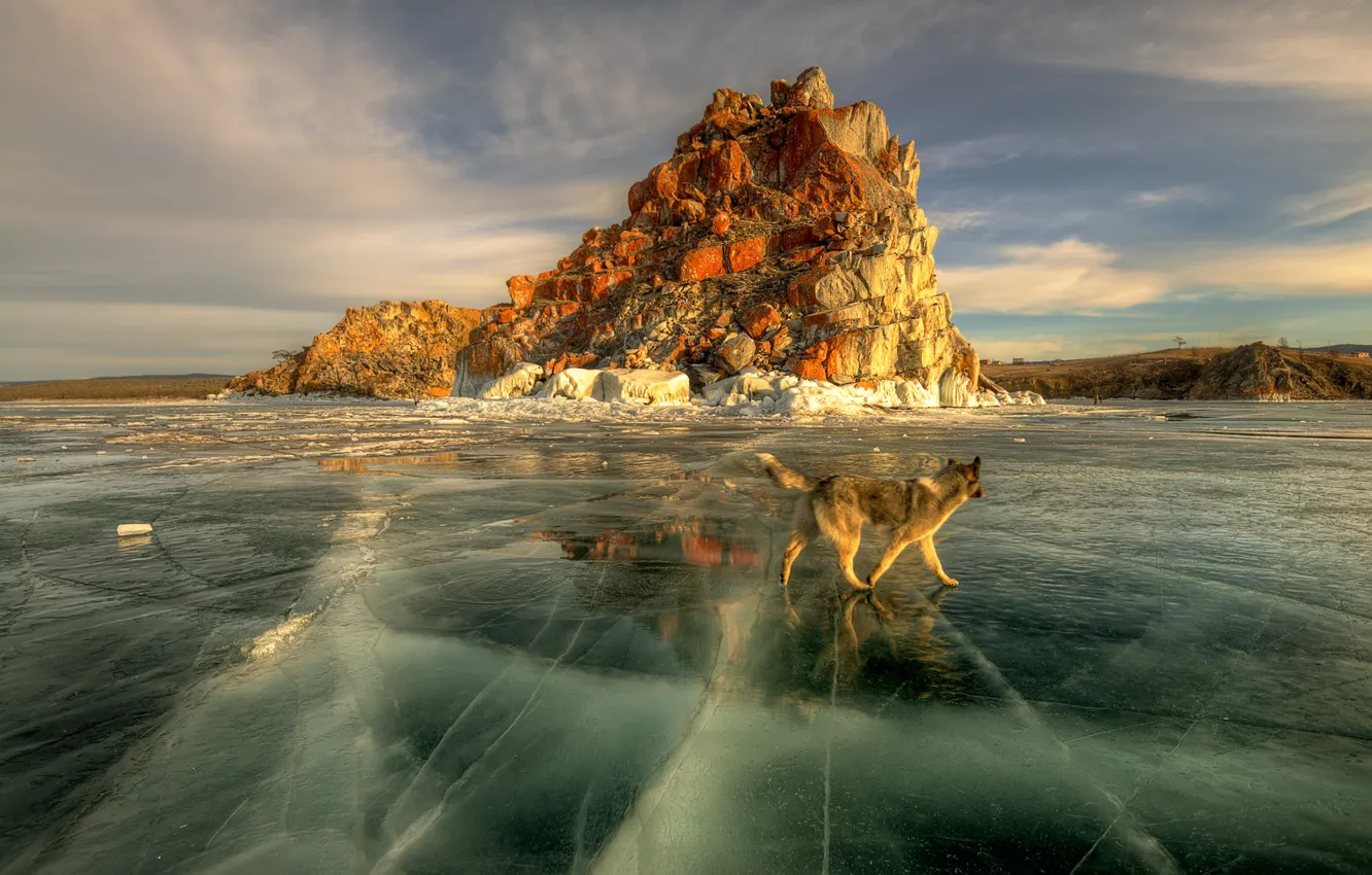 Фото обои солнце, озеро, лёд, собака, весна, Байкал
