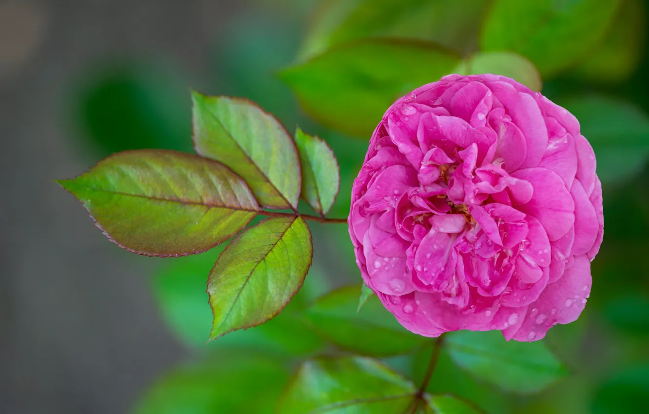 Фото обои листья, капли, розы, розовые